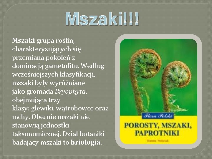 Mszaki!!! Mszaki grupa roślin, charakteryzujących się przemianą pokoleń z dominacją gametofitu. Według wcześniejszych klasyfikacji,