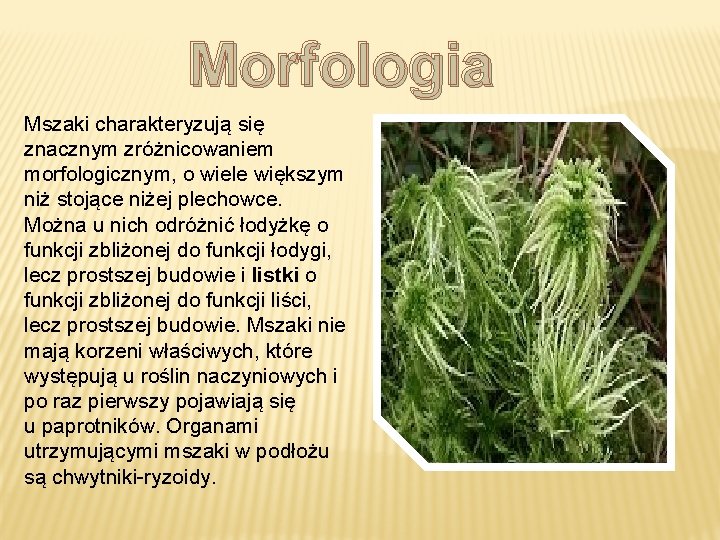 Morfologia Mszaki charakteryzują się znacznym zróżnicowaniem morfologicznym, o wiele większym niż stojące niżej plechowce.