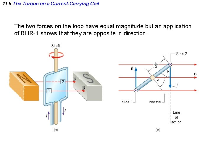 21. 6 The Torque on a Current-Carrying Coil The two forces on the loop