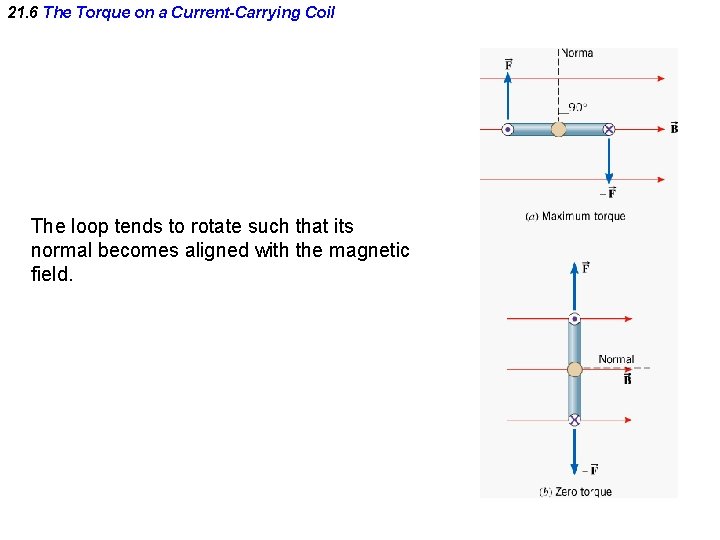 21. 6 The Torque on a Current-Carrying Coil The loop tends to rotate such