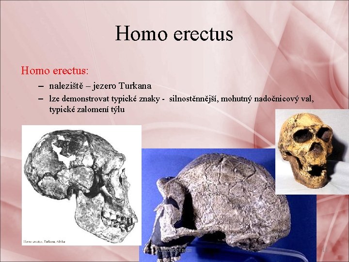 Homo erectus: – naleziště – jezero Turkana – lze demonstrovat typické znaky - silnostěnnější,