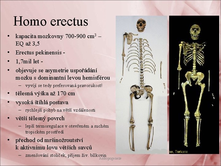 Homo erectus • kapacita mozkovny 700 -900 cm 3 – EQ až 3, 5