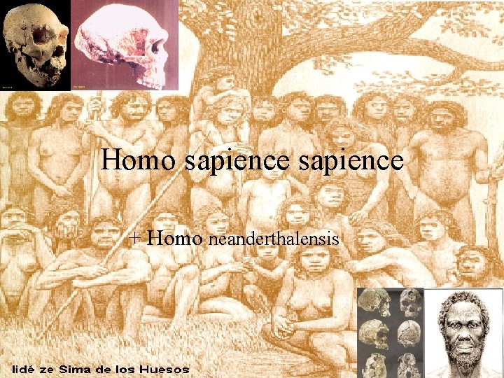 Homo sapience + Homo neanderthalensis 