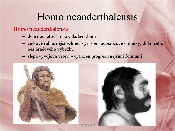 Homo neanderthalensis: – dobře adaptování na chladné klima – celkově robustnější vzhled, výrazné nadočnicové
