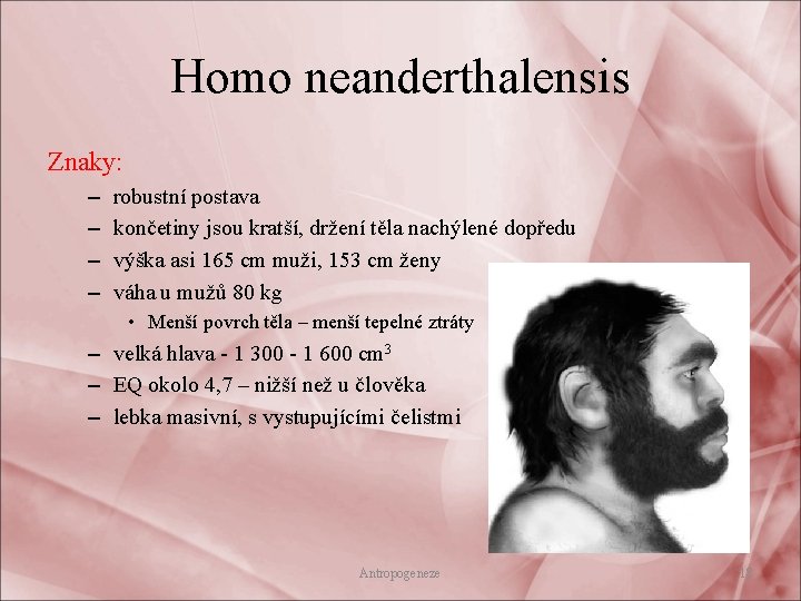 Homo neanderthalensis Znaky: – – robustní postava končetiny jsou kratší, držení těla nachýlené dopředu