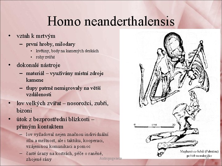 Homo neanderthalensis • vztah k mrtvým – první hroby, milodary • květiny, body na