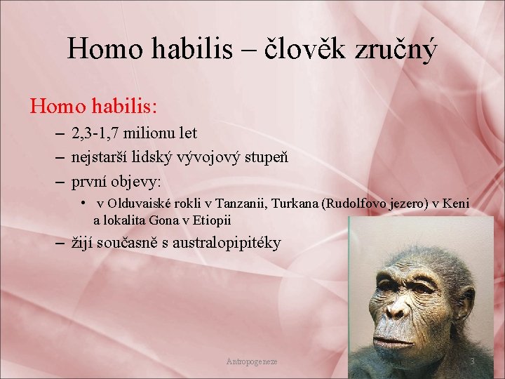 Homo habilis – člověk zručný Homo habilis: – 2, 3 -1, 7 milionu let