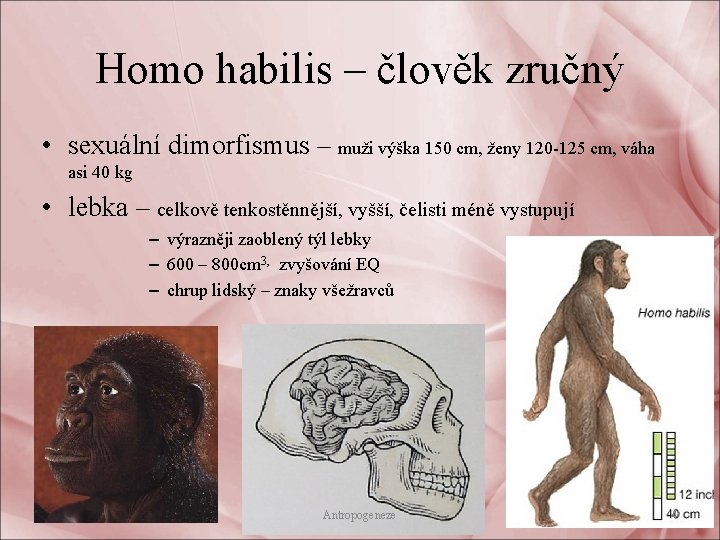 Homo habilis – člověk zručný • sexuální dimorfismus – muži výška 150 cm, ženy
