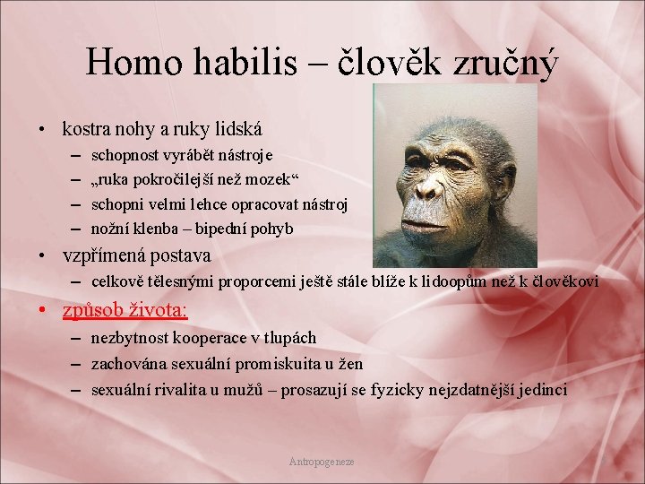Homo habilis – člověk zručný • kostra nohy a ruky lidská – – schopnost