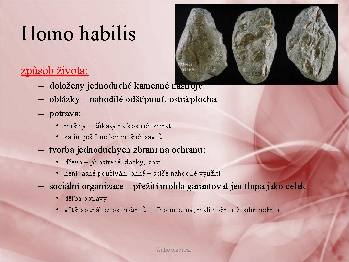 Homo habilis způsob života: – doloženy jednoduché kamenné nástroje – oblázky – nahodilé odštípnutí,