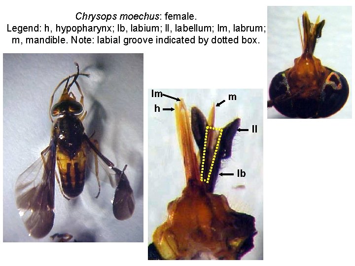 Chrysops moechus: female. Legend: h, hypopharynx; lb, labium; ll, labellum; lm, labrum; m, mandible.