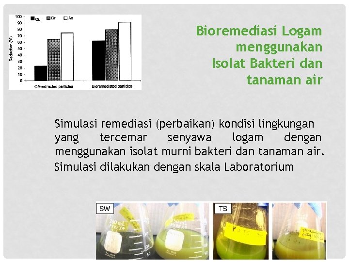 Bioremediasi Logam menggunakan Isolat Bakteri dan tanaman air Simulasi remediasi (perbaikan) kondisi lingkungan yang