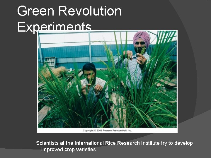 Green Revolution Experiments Scientists at the International Rice Research Institute try to develop improved Green Revolution Experiments Scientists at the International Rice Research Institute try to develop improved