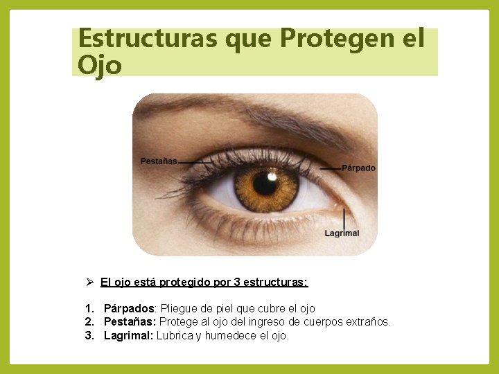 Estructuras que Protegen el Ojo Ø El ojo está protegido por 3 estructuras: 1.