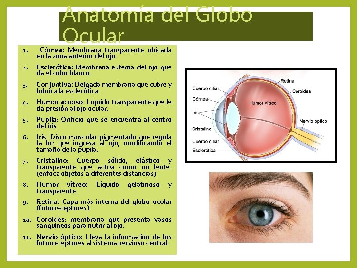 Anatomía del Globo Ocular 1. Córnea: Membrana transparente ubicada en la zona anterior del