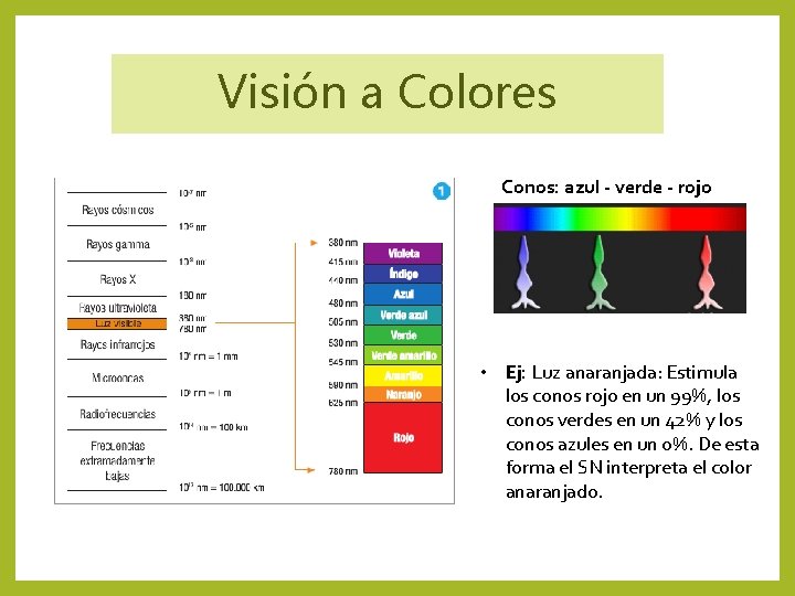 Visión a Colores Conos: azul - verde - rojo • Ej: Luz anaranjada: Estimula