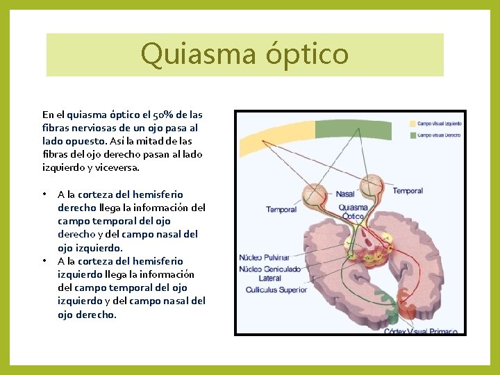Quiasma óptico En el quiasma óptico el 50% de las fibras nerviosas de un