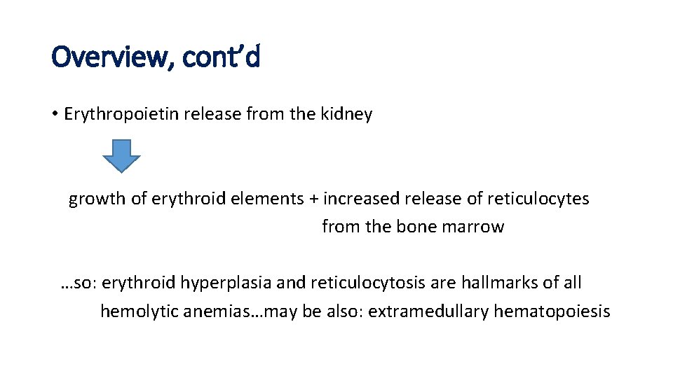 Overview, cont’d • Erythropoietin release from the kidney growth of erythroid elements + increased