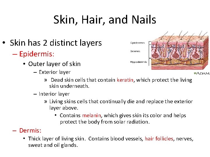Skin, Hair, and Nails • Skin has 2 distinct layers – Epidermis: • Outer Skin, Hair, and Nails • Skin has 2 distinct layers – Epidermis: • Outer