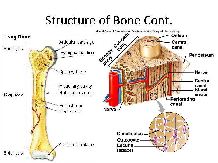 Structure of Bone Cont. 