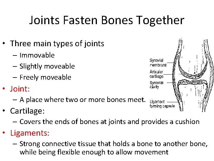 Joints Fasten Bones Together • Three main types of joints – Immovable – Slightly