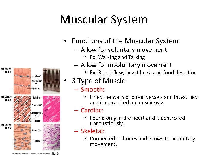 Muscular System • Functions of the Muscular System – Allow for voluntary movement •