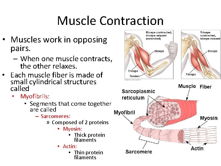 Muscle Contraction • Muscles work in opposing pairs. – When one muscle contracts, the Muscle Contraction • Muscles work in opposing pairs. – When one muscle contracts, the