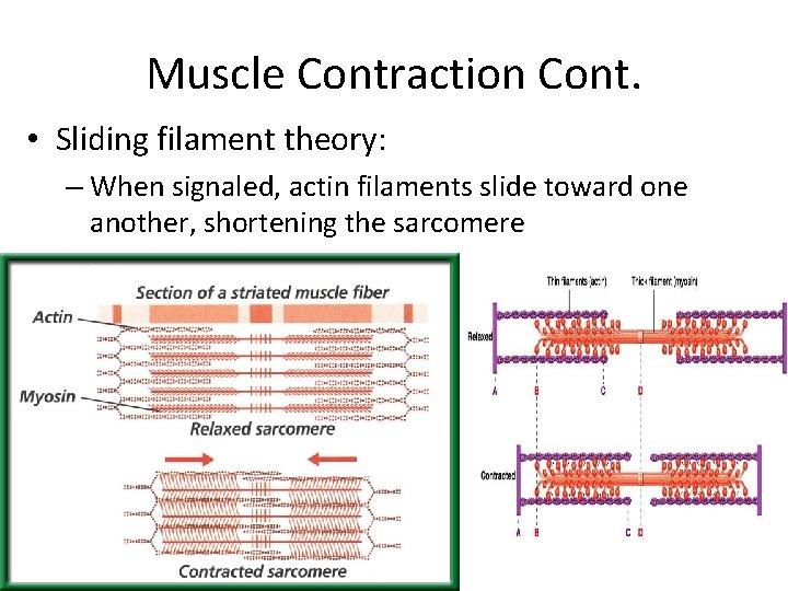 Muscle Contraction Cont. • Sliding filament theory: – When signaled, actin filaments slide toward