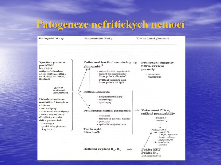 Patogeneze nefritických nemocí Patogeneze nefritických nemocí