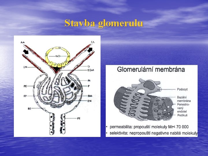 Stavba glomerulu 