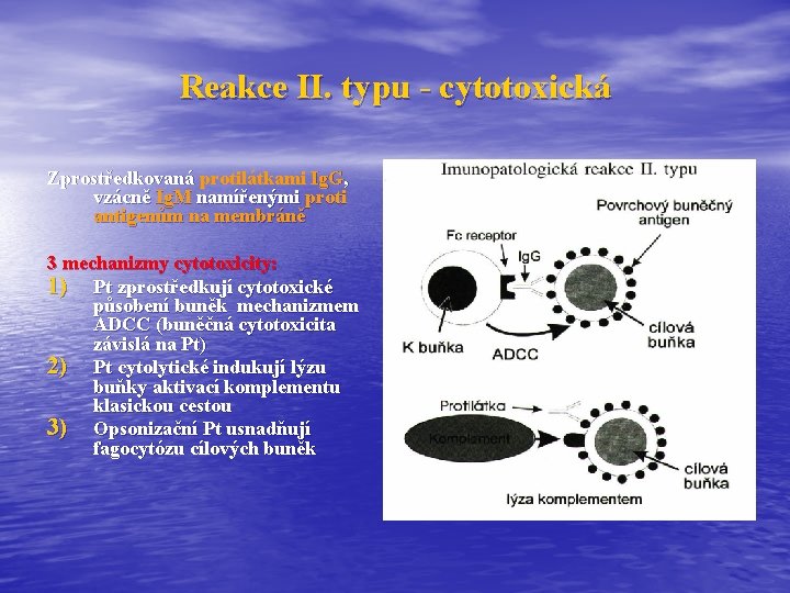 Reakce II. typu - cytotoxická Zprostředkovaná protilátkami Ig. G, vzácně Ig. M namířenými proti