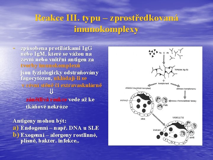 Reakce III. typu – zprostředkovaná imunokomplexy - způsobena protilátkami Ig. G nebo Ig. M,