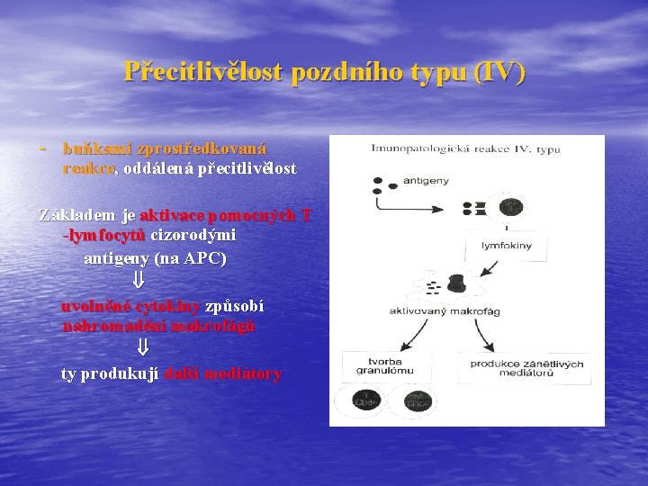 Přecitlivělost pozdního typu (IV) - buňkami zprostředkovaná reakce, oddálená přecitlivělost Základem je aktivace pomocných