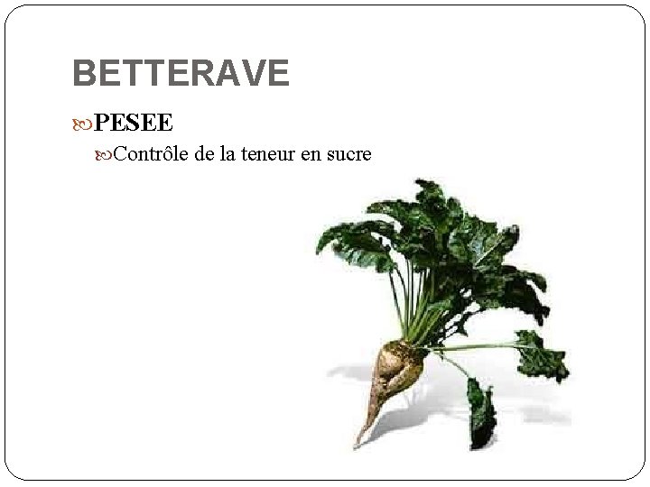 BETTERAVE PESEE Contrôle de la teneur en sucre 