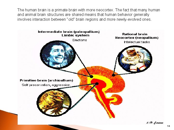 The human brain is a primate brain with more neocortex. The fact that many