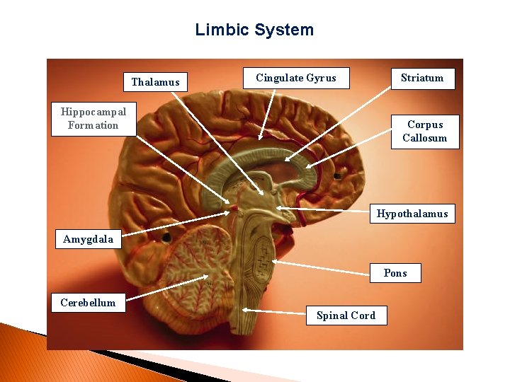Limbic System Thalamus Cingulate Gyrus Hippocampal Formation Striatum Corpus Callosum Hypothalamus Amygdala Pons Cerebellum