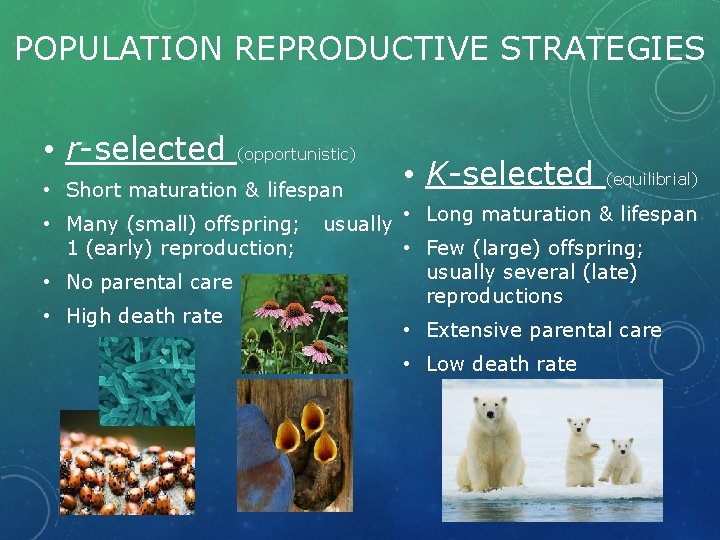 POPULATION REPRODUCTIVE STRATEGIES • r-selected (opportunistic) • Short maturation & lifespan • Many (small)