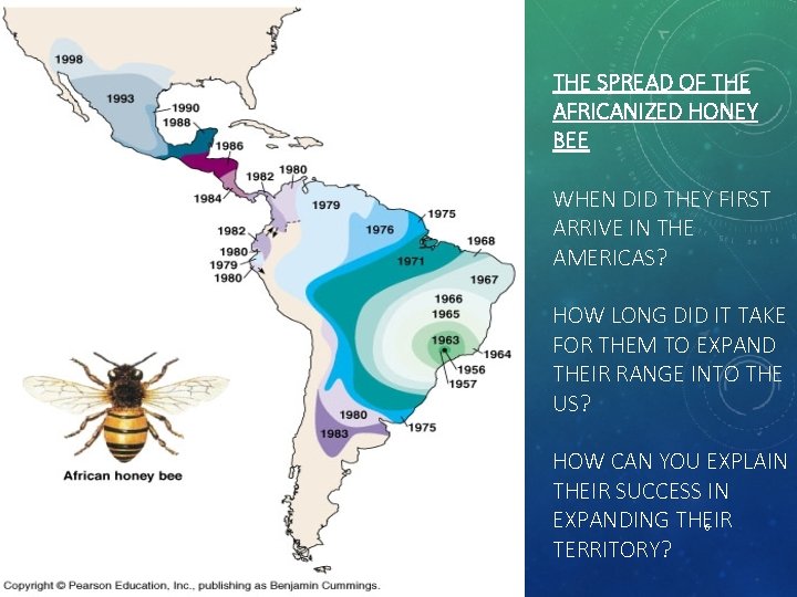 THE SPREAD OF THE AFRICANIZED HONEY BEE WHEN DID THEY FIRST ARRIVE IN THE