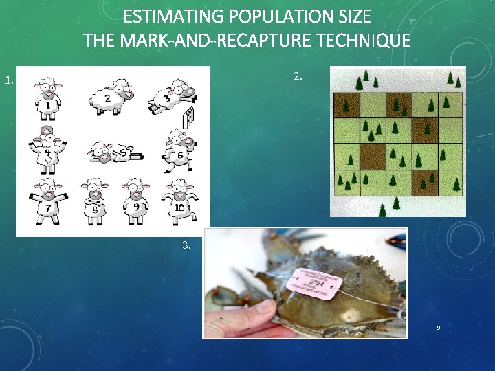 ESTIMATING POPULATION SIZE THE MARK-AND-RECAPTURE TECHNIQUE 2. 1. 3. 9 