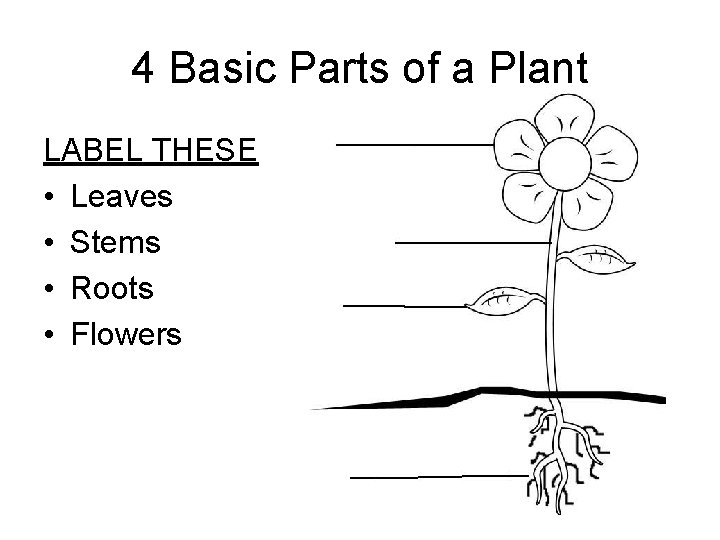 4 Basic Parts of a Plant LABEL THESE • Leaves • Stems • Roots