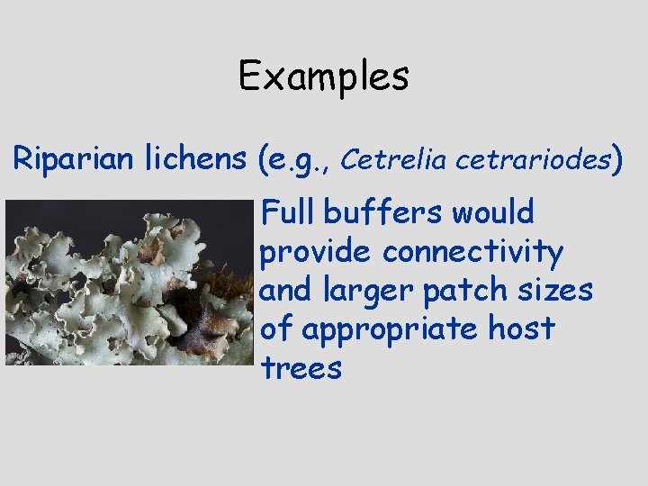 Examples Riparian lichens (e. g. , Cetrelia cetrariodes) Full buffers would provide connectivity and