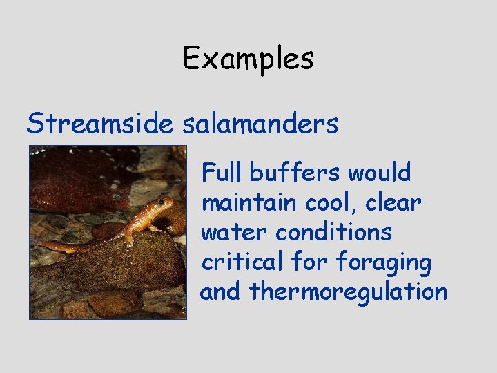 Examples Streamside salamanders Full buffers would maintain cool, clear water conditions critical foraging and