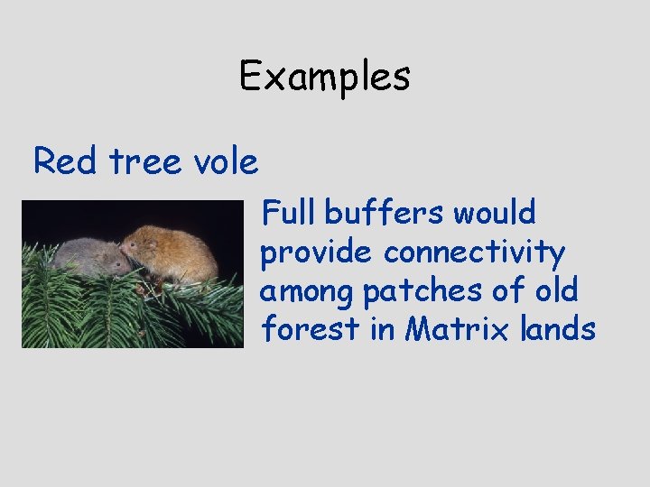 Examples Red tree vole Full buffers would provide connectivity among patches of old forest