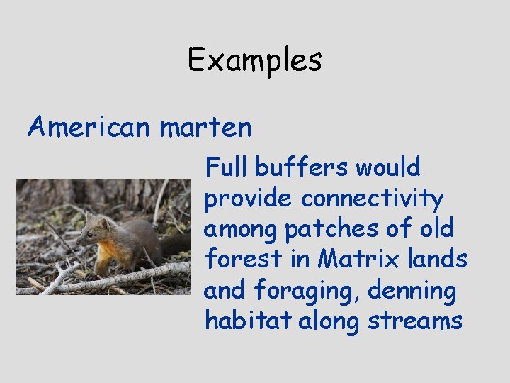 Examples American marten Full buffers would provide connectivity among patches of old forest in