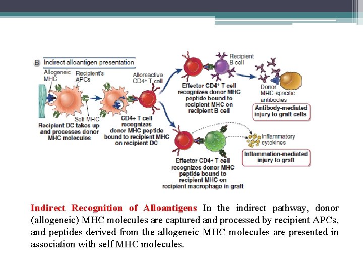 Indirect Recognition of Alloantigens In the indirect pathway, donor (allogeneic) MHC molecules are captured