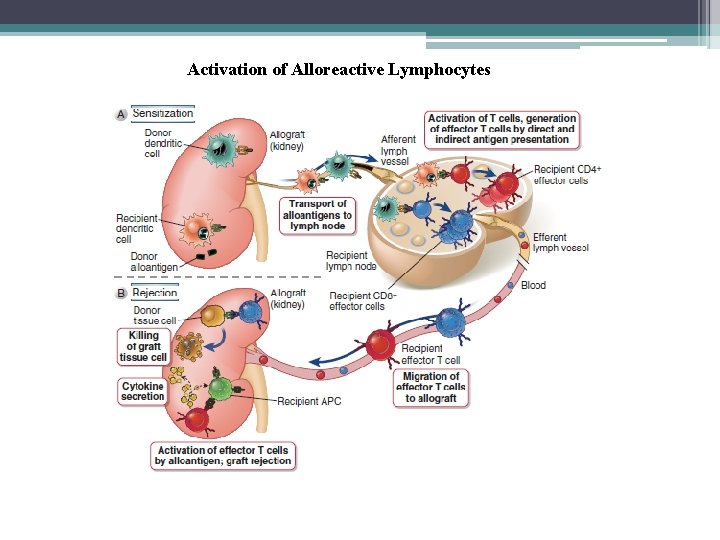 Activation of Alloreactive Lymphocytes 