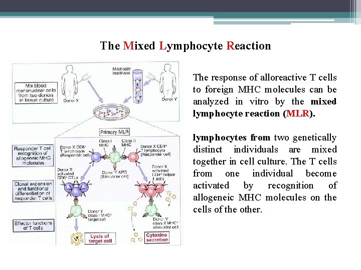 The Mixed Lymphocyte Reaction The response of alloreactive T cells to foreign MHC molecules