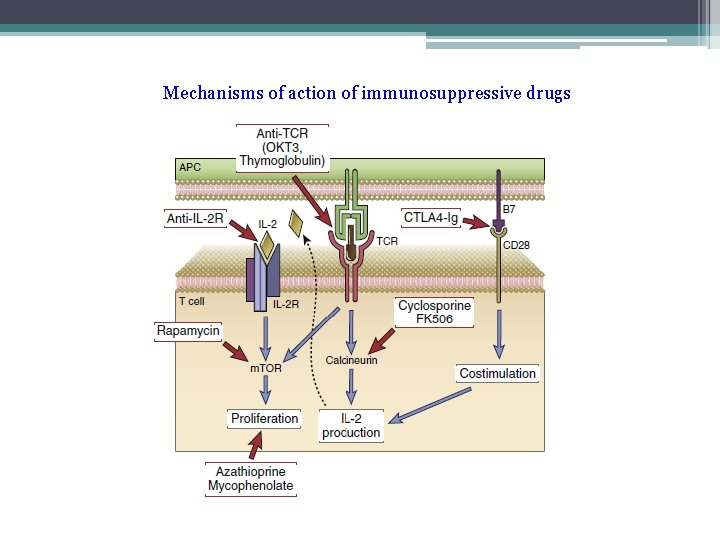 Mechanisms of action of immunosuppressive drugs 