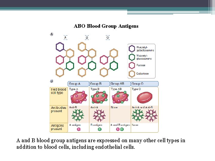 ABO Blood Group Antigens A and B blood group antigens are expressed on many