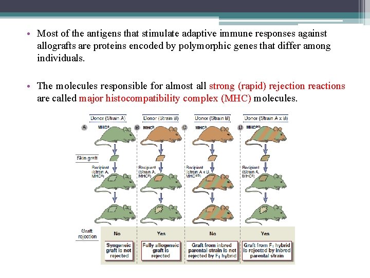  • Most of the antigens that stimulate adaptive immune responses against allografts are